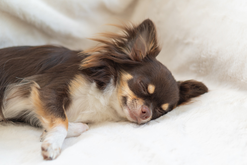 寝る犬