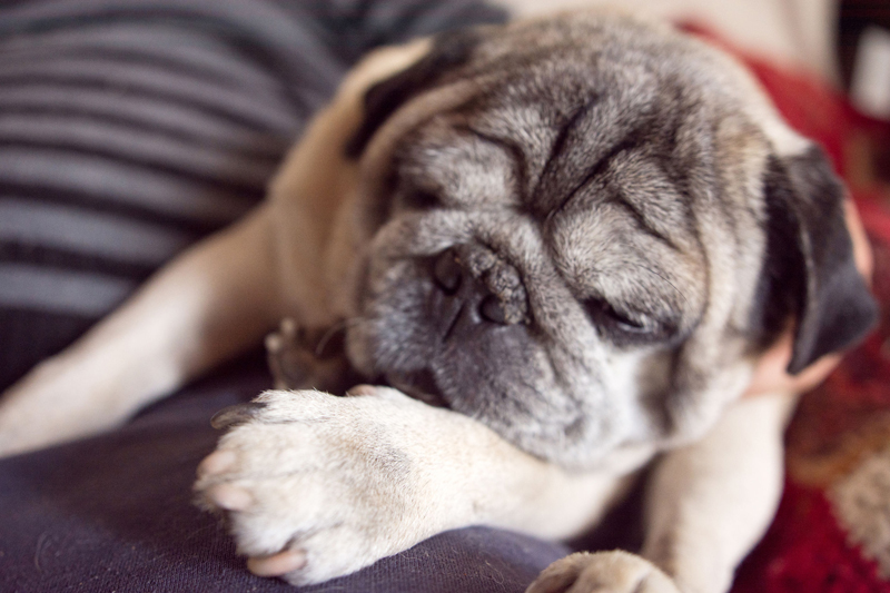 パグやフレンチブルドッグといった鼻の短い犬種（短頭種）で呼吸状態が悪くなったため（Ph／イメージマート）