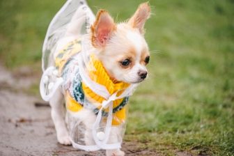 《梅雨時期が間もなく到来》犬や猫を飼っている人が注意したい「食中毒」「熱中症」「皮膚疾患」…