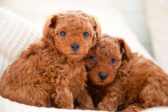 【子犬＆子猫を飼う上で知るべきこと】犬・猫の生後「8週齢規制」、早すぎる親ばなれがNGな理由と…