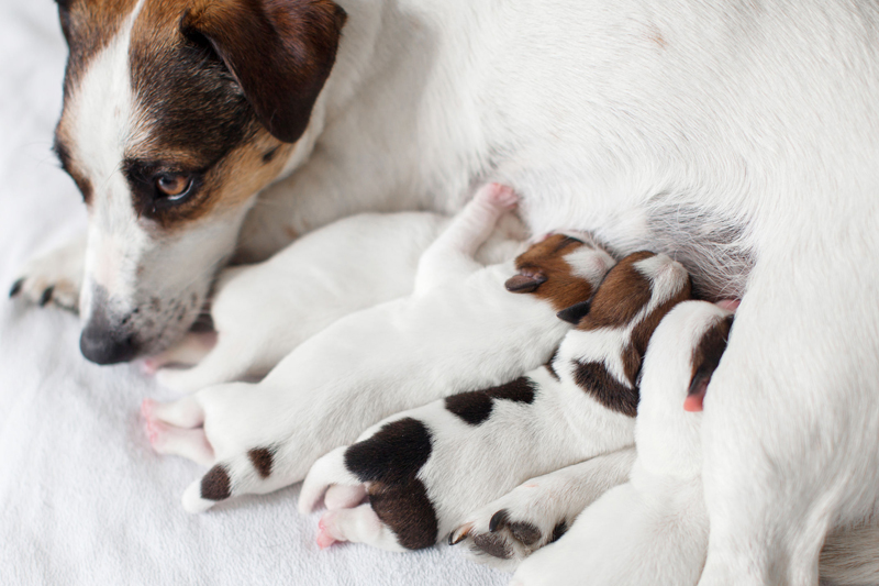 哺乳期にある子犬や子猫は当然、母親から引き離してはいけない（Ph／イメージマート）