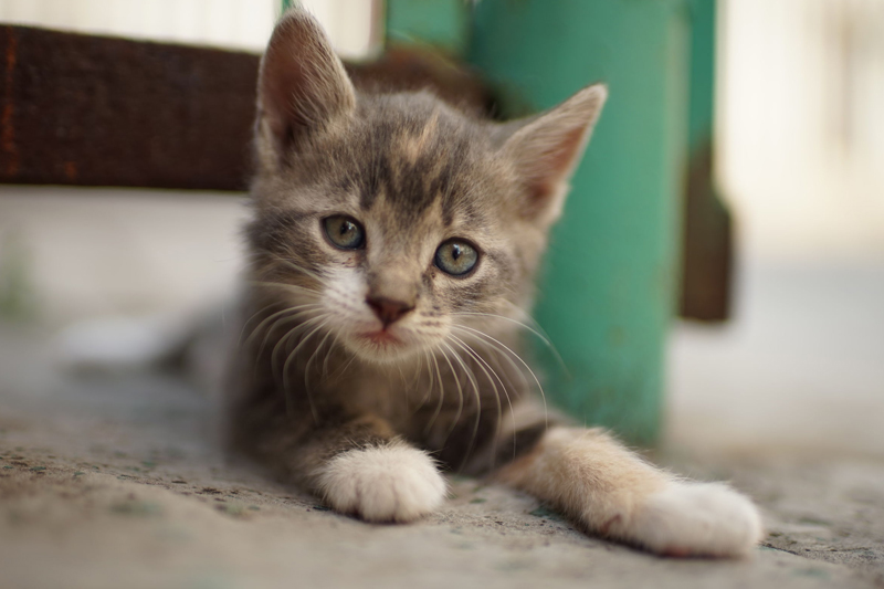 猫の場合は、生後8週までに社会化期が終わるとされるが…（Ph／イメージマート）