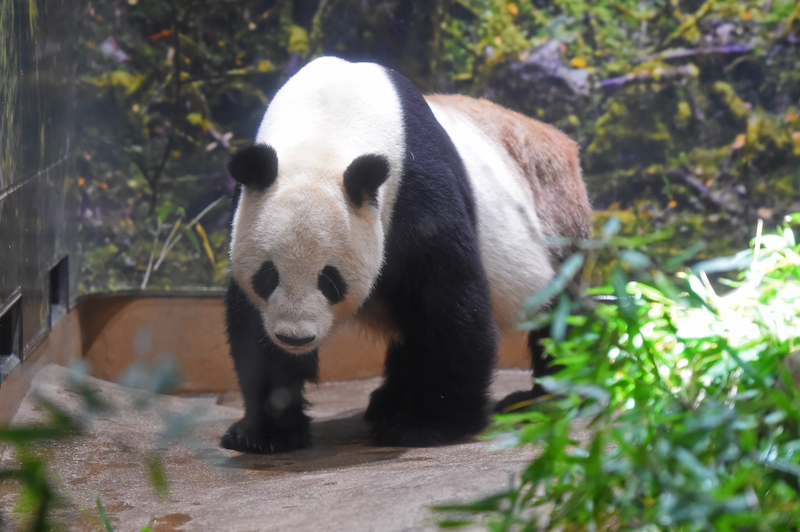 高血圧が気になるリーリー（Ph／(公財)東京動物園協会）