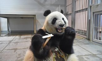 【上野動物園】ジュース氷でパンダたちも涼をとる？暑さに負けずに過ごすジャイアントパンダの近況 (1/1)| 女性セブンプラス