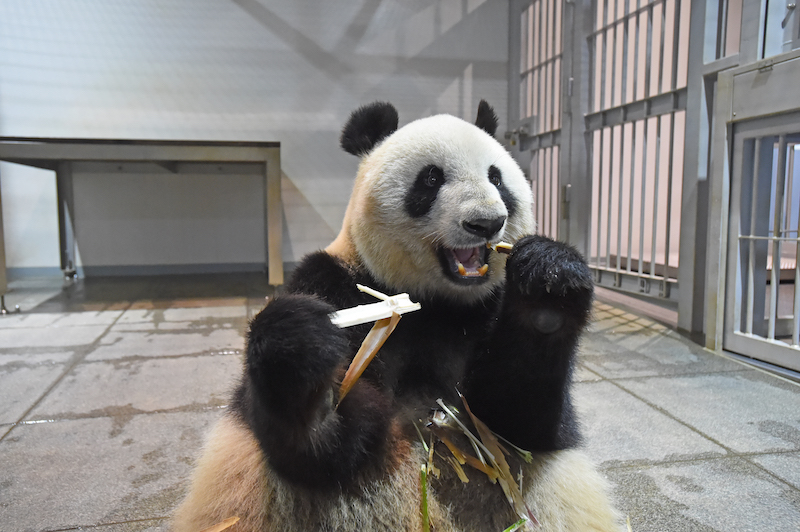 豪快に竹を食べるシンシン（Ph／(公財)東京動物園協会）