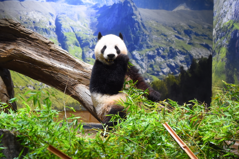 ついに体重が85kgを超えたシャオシャオ（Ph／(公財)東京動物園協会）