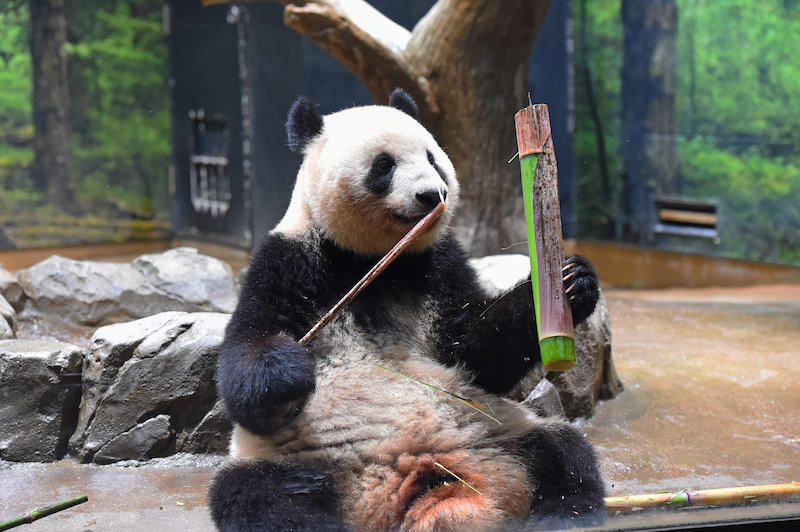 暑い季節が訪れても、食欲旺盛な様子のレイレイ（Ph／(公財)東京動物園協会）