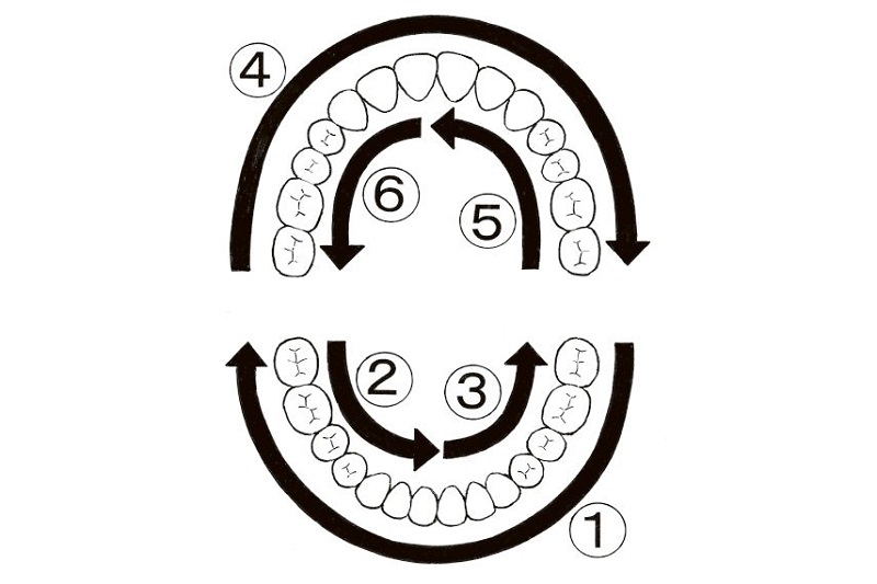 自分流の歯磨きの順番を決める（イラスト／黒木督之）