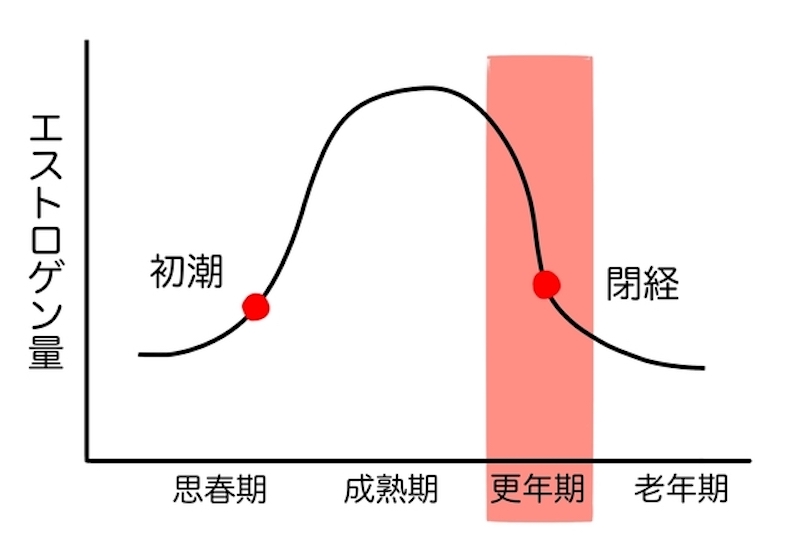 初潮から閉経までのエストロゲン量のグラフ