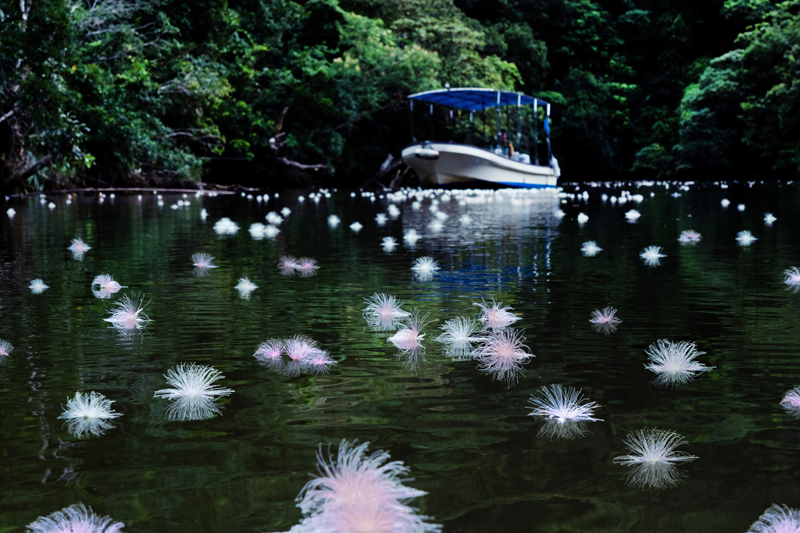 夜に開花し朝には散る…一夜限りの幻の花・サガリバナ（沖縄県・西表島）