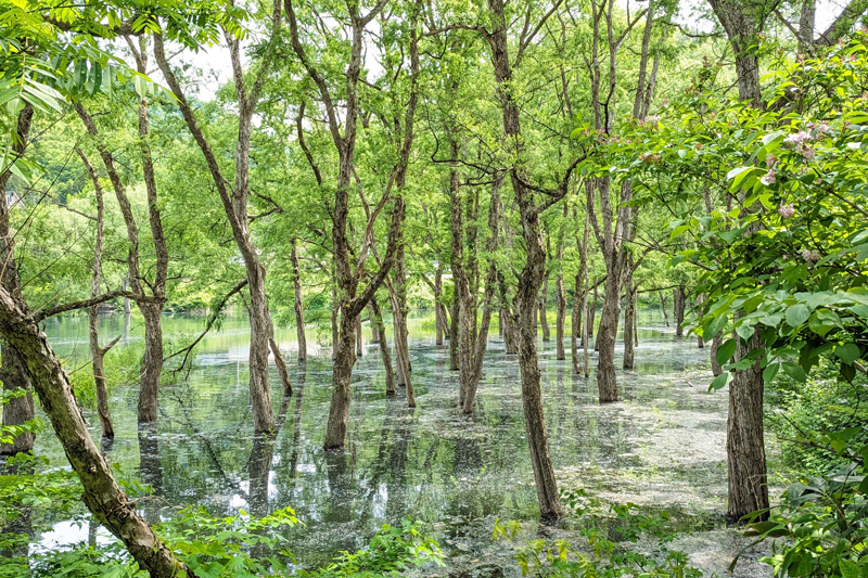 焼地台公園の水没林（岩手県西和賀町）