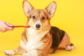 「犬の歯周病」は万病のもと！心臓や腎臓の疾患につながるケースも　1日1回の歯みがきは欠かせない