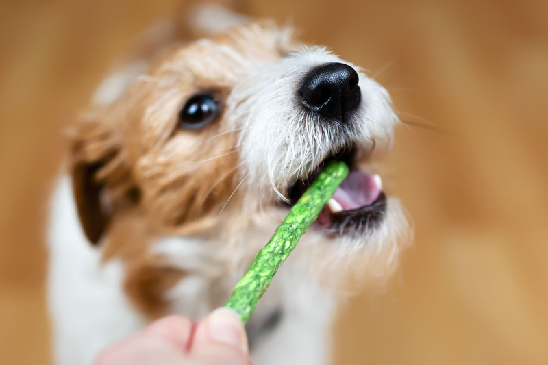 段階を踏んで歯みがきへの犬の抵抗感をなくしていく（Ph／イメージマート）