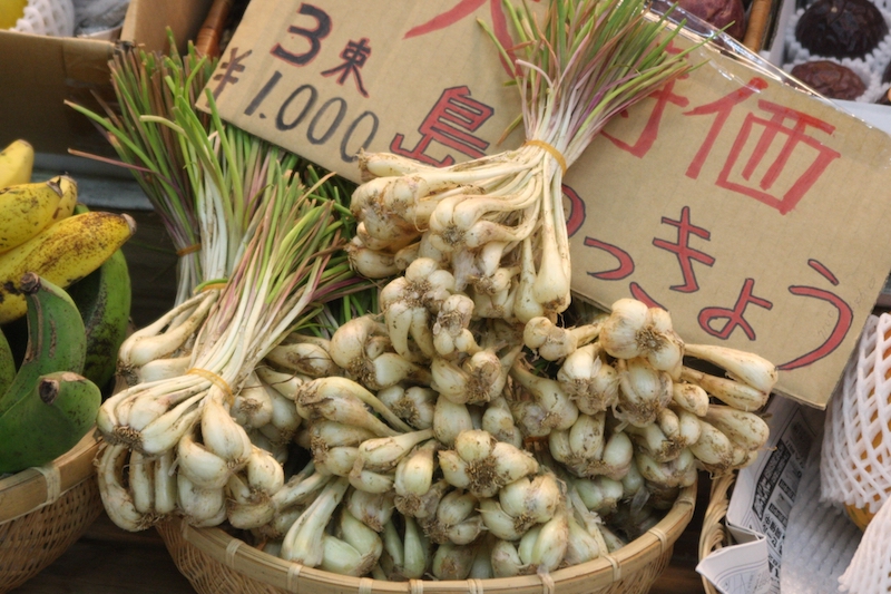 根が小ぶりで細長い品種の島らっきょう（Ph／photoAC）