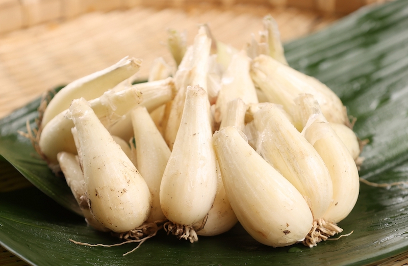 生らっきょうが食べられるのは旬の5〜7月（Ph／photoAC）