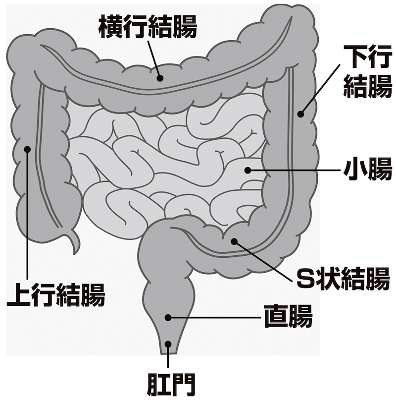 大腸の構造を表す図