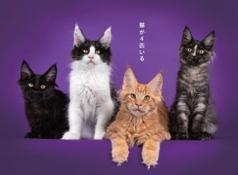 《世界の”ねこことわざ”が話題に》「猫が4匹いる」（イタリア）、「猫を嫌う人には気をつけろ」（…