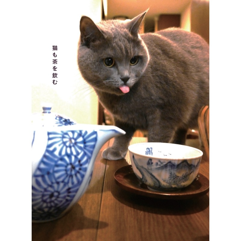 お茶を嗜むにゃんこを激写！「猫も茶を飲む」は日本のことわざです