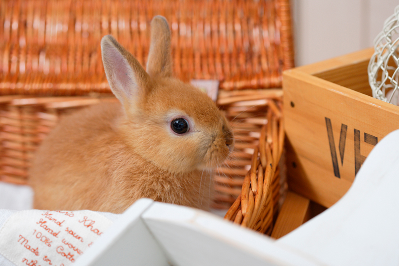 うさぎを診療対象にしている病院は6割（Ph／イメージマート）