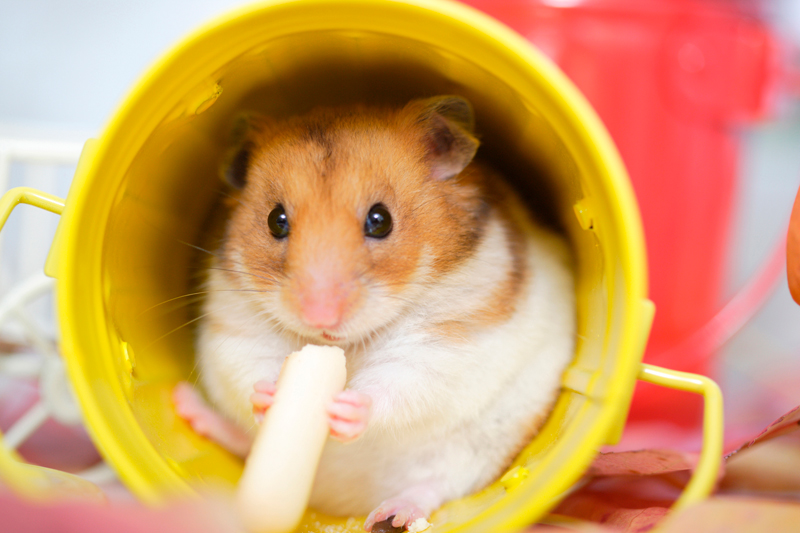 そのかわいさから小動物と家族のように暮らす人が増えている（Ph／イメージマート）