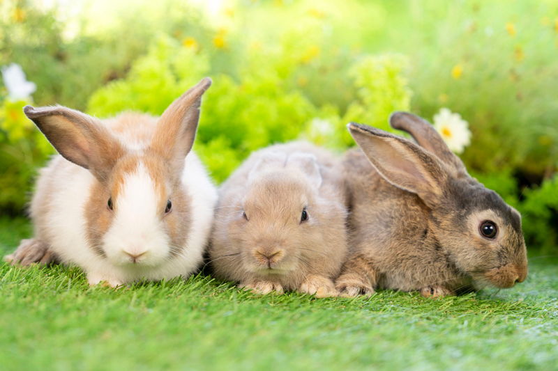 うさぎやフェレットなど小動物を飼いたくなったときに知っておくべきことは？（Ph／イメージマート）