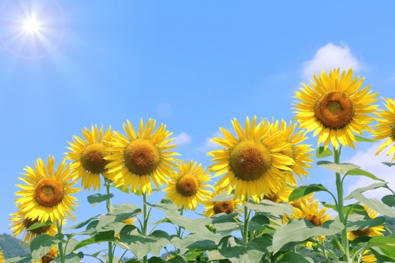 夏の日差しが頭痛の原因になることも