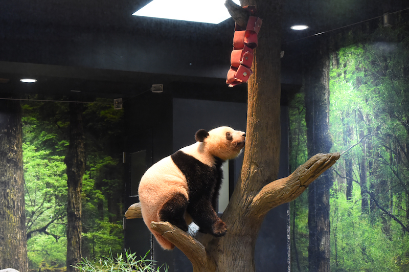 双子パンダのメス・レイレイ（写真／(公財)東京動物園協会）