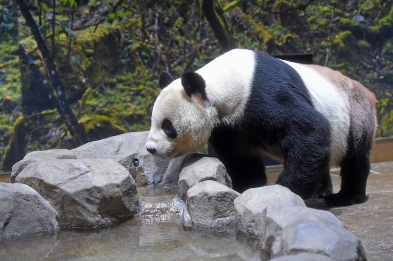 水をのぞくジャイアントパンダ