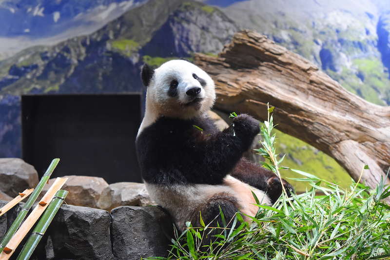 双子パンダのオス・シャオシャオ（写真／(公財)東京動物園協会）