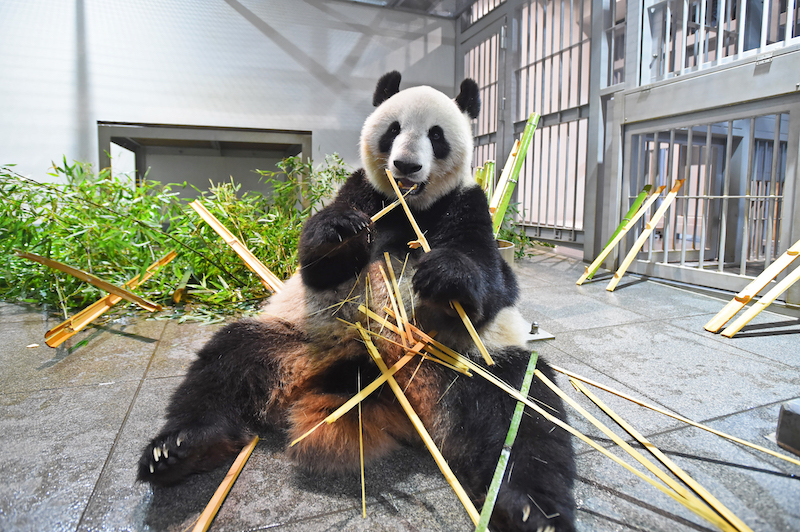 竹を食べるジャイアントパンダ