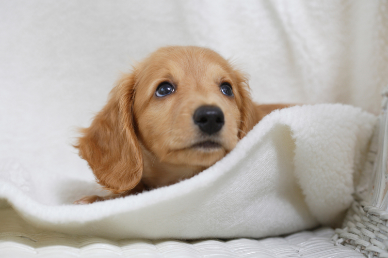 “こわい”犬の急性すい炎とは？（Ph／イメージマート）