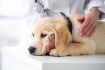 《合併症で死に至ることも》“こわい”犬の急性すい炎　「人間の食べ物を与えない」のが大事、“病気…