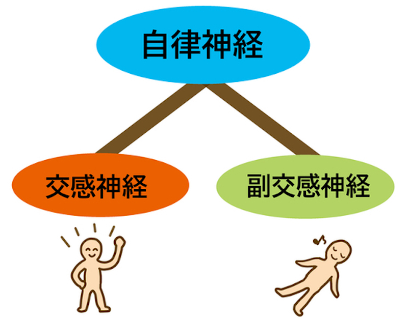 自律神経は、交感神経と副交感神経からなっている