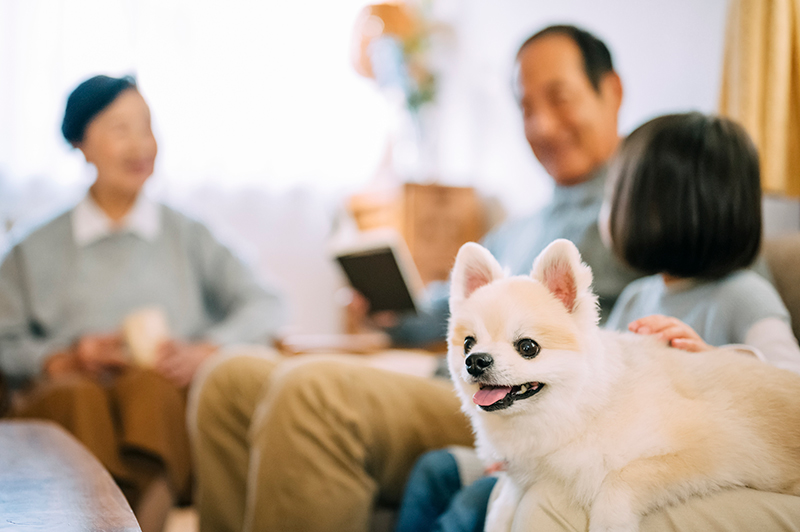 家族と犬