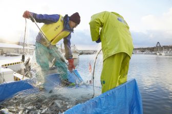 【食卓から天然魚が消える？】「漁師は後継者不足」「国内…