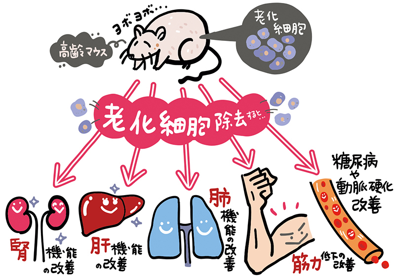 老化細胞を除去することで老化にどう影響するかを示したイラスト