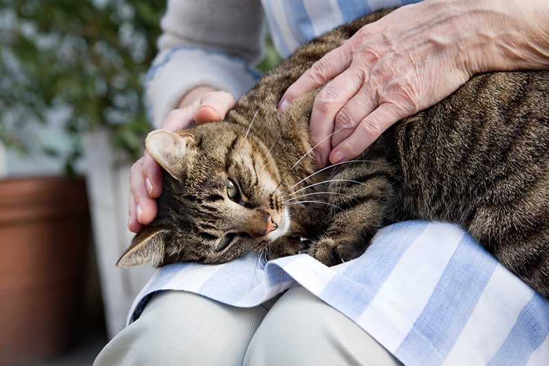 認知症は人間特有の病気ではない（写真／Getty Images）