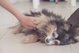 15才以上の犬・猫の過半数が認知症の疑い…犬・猫が認知症になる前に＆なったらやるべきこと