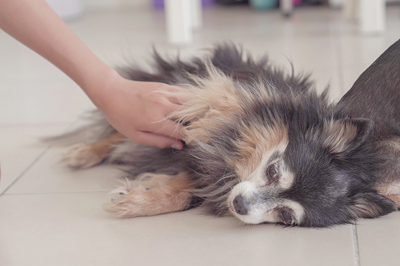 犬・猫が認知症になる前に＆なったらやるべきこととは？（写真／Getty Images）