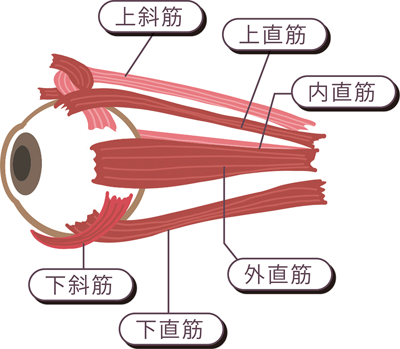 眼球の仕組みを図解