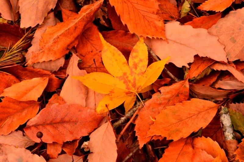 紅葉した葉