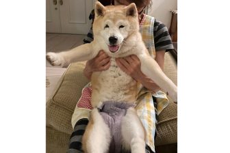 【認知症犬の介護 リアルケース】毎晩4～5回起こされ、飼い主はうつ病を発症しても「認知症介護は幸せをくれた犬への恩返しの時間」