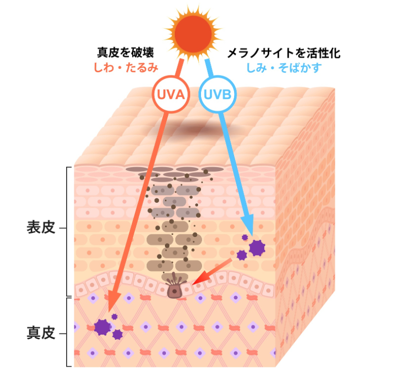 2種類の紫外線が肌を攻撃する
