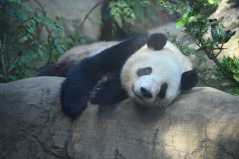 大人パンダたちの返還で上野動物園のパンダは双子パンダの2頭に、いまどうしてる？近況を紹介