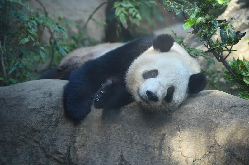 双子パンダのオス、シャオシャオ（Ph／(公財)東京動物園協会）