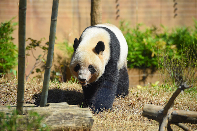 双子パンダのオス、シャオシャオ（Ph／(公財)東京動物園協会）