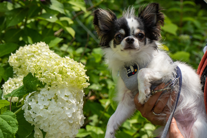 犬とあじさい