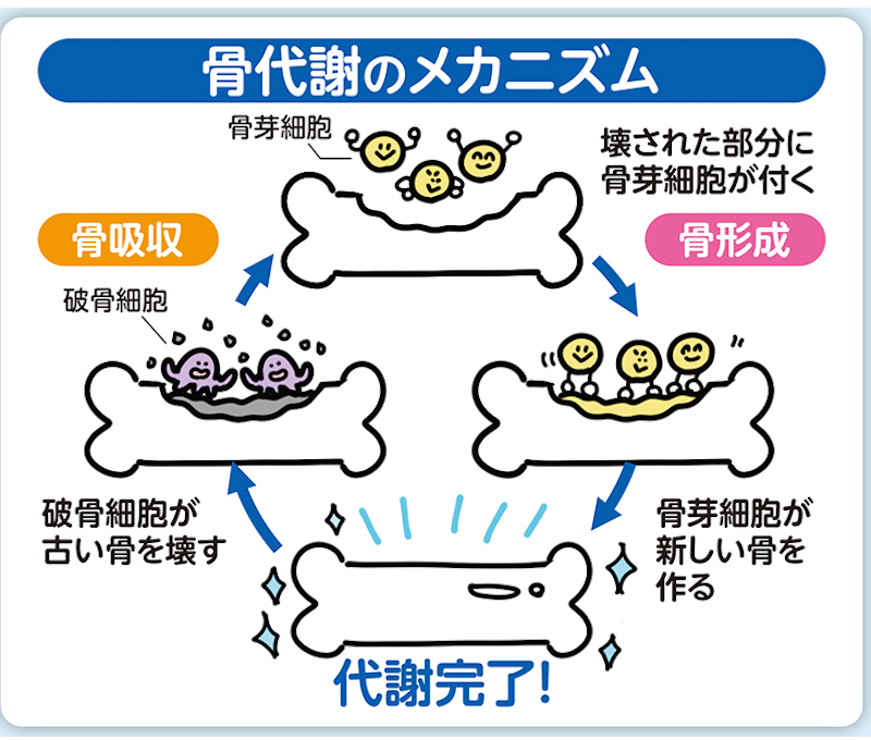 骨代謝のメカニズムを示したイラスト図