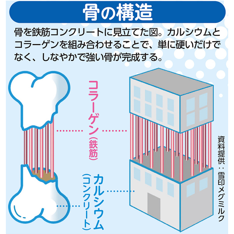 骨の構造（資料提供／雪印メグミルク）