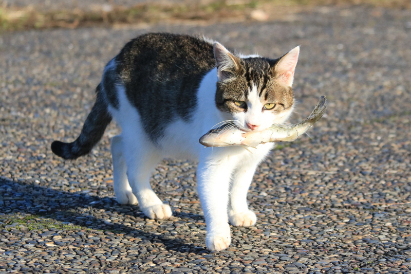 路上にいる魚をくわえた猫